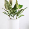 Calathea Beauty Star – Image 2
